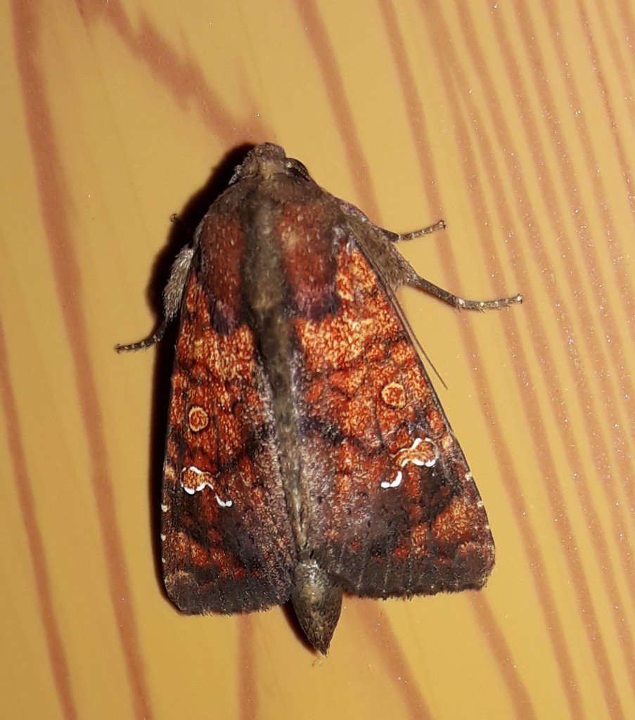 Eriopyga ditissima