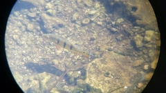 Cichla ocellaris