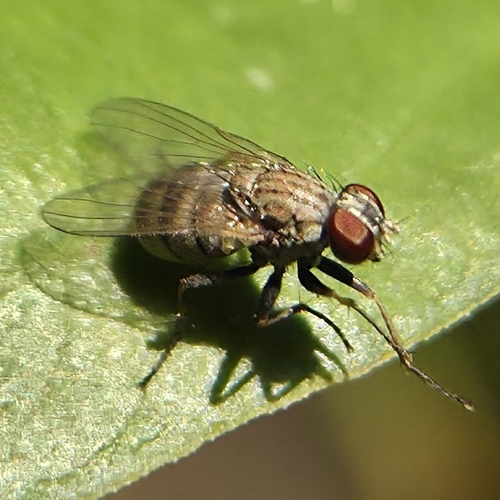 Coenosia attenuata