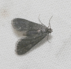 Elophila tinealis
