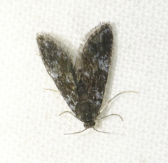 Elophila tinealis
