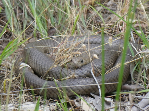 Eastern Brown Snake sighting