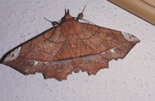 Syllectra erycata