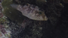 Canthigaster punctatissima