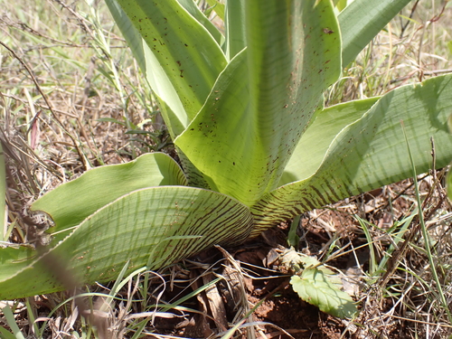 giant African hyacinth (Ledebouria zebrina)