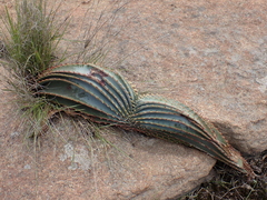 Aloe suprafoliata, photograph (c) Andrew Hankey, some rights reserved (CC BY-SA)