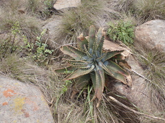 (c) Andrew Hankey, some rights reserved (CC BY-SA) Aloe suprafoliata, photograph (c) Andrew Hankey, some rights reserved (CC BY-SA)