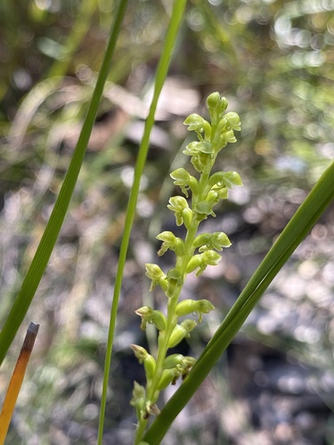 Microtis rara, 2025-11-19