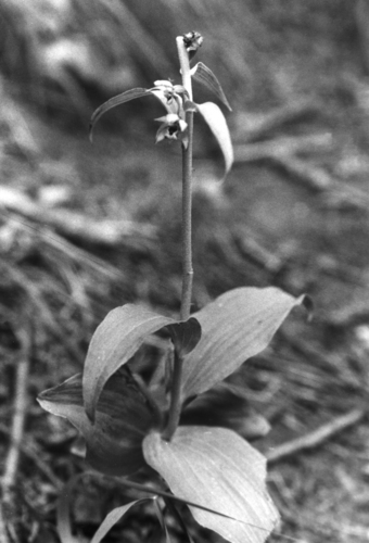 Green-flower helleborine (Epipactis papillosa)