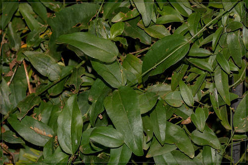 Smilax campestris (Smilax campestris)