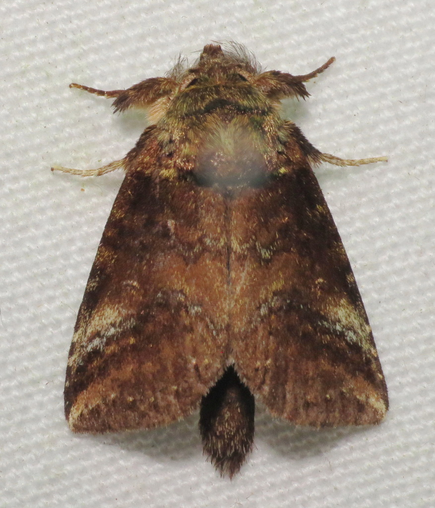 Phastia