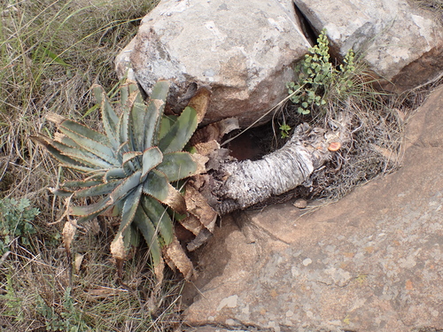 Aloe suprafoliata, photograph 2