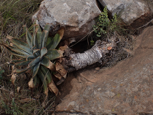 Aloe suprafoliata, photograph 4