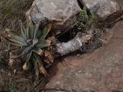 (c) Andrew Hankey, some rights reserved (CC BY-SA) Aloe suprafoliata, photograph (c) Andrew Hankey, some rights reserved (CC BY-SA)