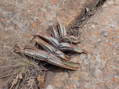 Aloe suprafoliata, photograph 3