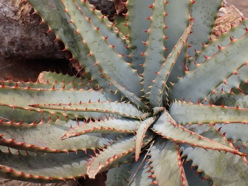 Aloe suprafoliata