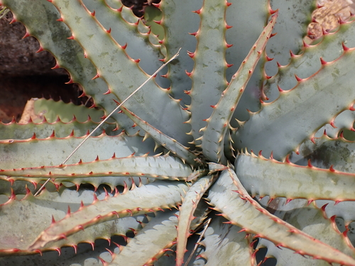 Aloe suprafoliata, photograph 1