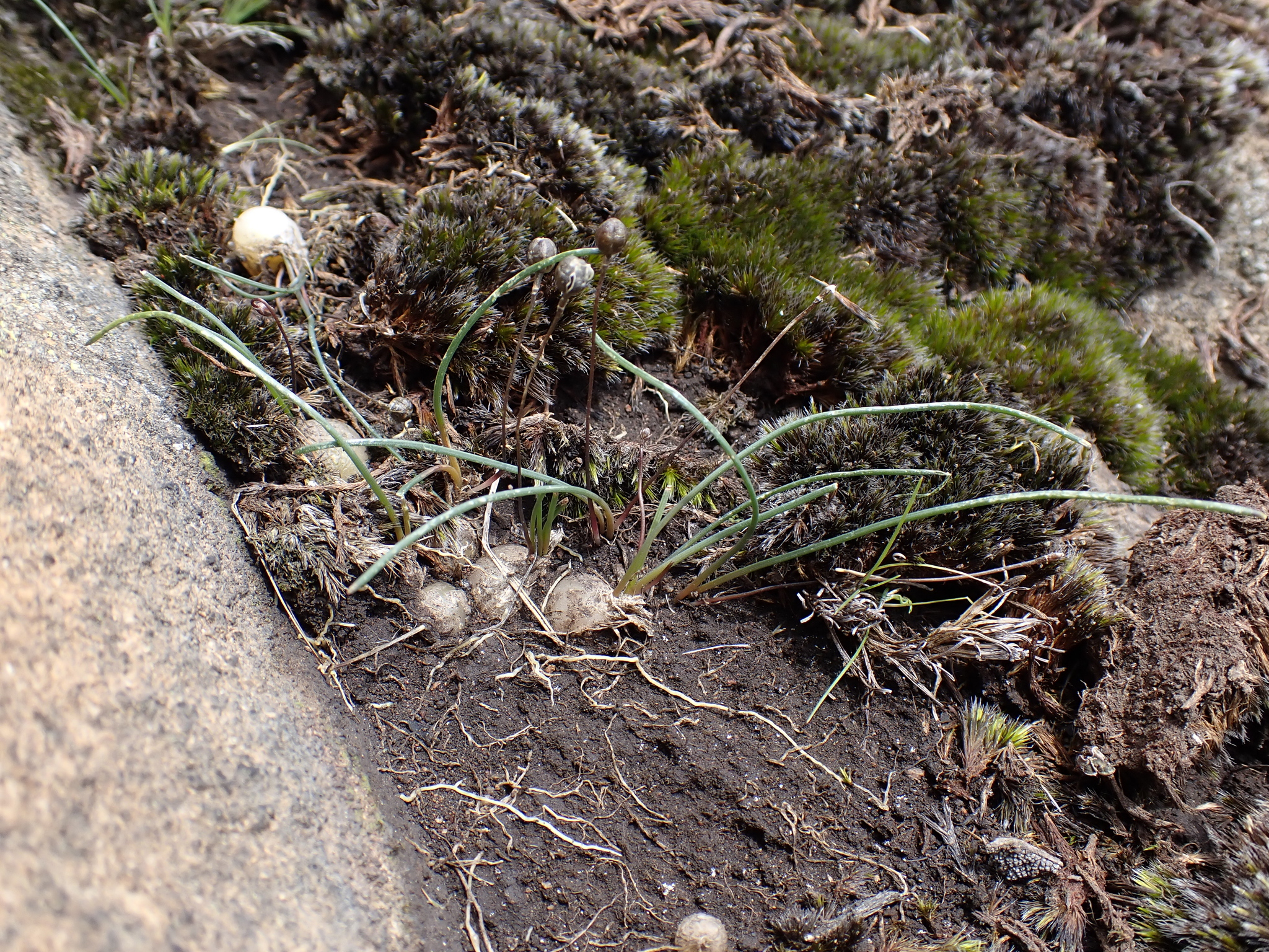 Solitary Squill (Drimia uniflora)