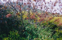 Pseudodictamnus hirsutus