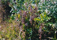 Urtica pilulifera