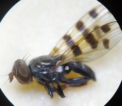 Ceroxys hortulana