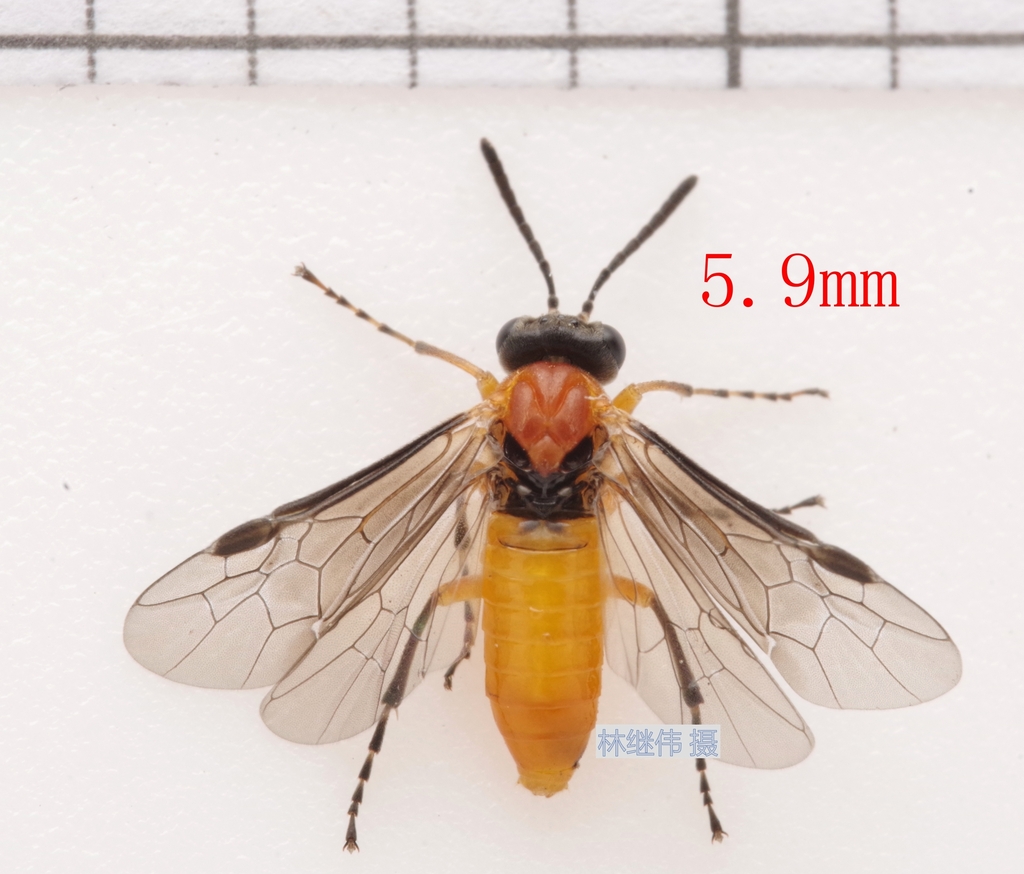 Athalia tanaoserrula