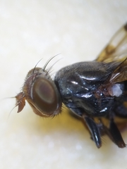Ceroxys hortulana