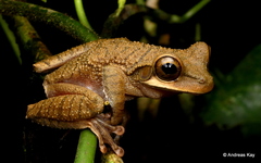 Ecuador Slender-Legged Treefrog photo 2