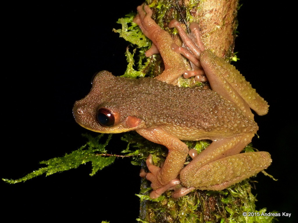 Ecuador Slender-Legged Treefrog