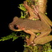 Ecuador Spiny-backed Frog - Photo (c) Andreas Kay, some rights reserved (CC BY-NC-SA)