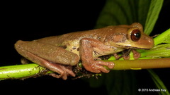 Ecuador Slender-Legged Treefrog photo 3