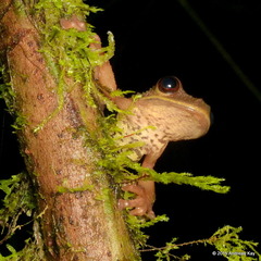 Ecuador Slender-Legged Treefrog photo 4
