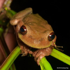 Ecuador Slender-Legged Treefrog photo 5