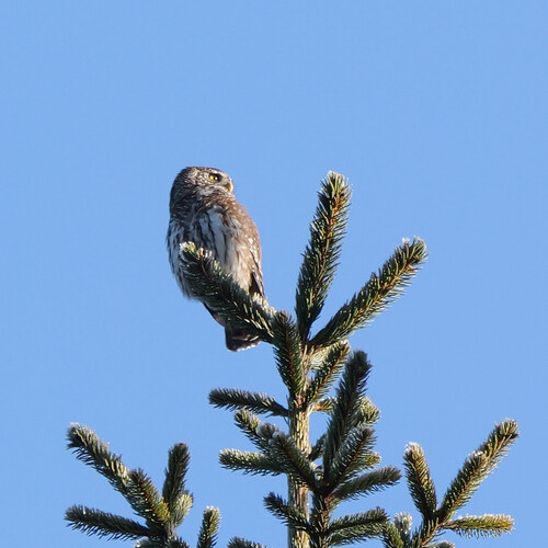 View observation of {o.common_name} on iNaturalist