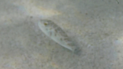 Sphoeroides annulatus