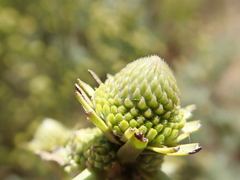 Leucadendron corymbosum