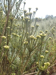 Leucadendron corymbosum