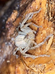 Micrommata