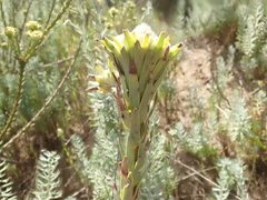 Leucadendron corymbosum