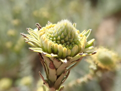 Leucadendron corymbosum