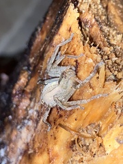 Micrommata