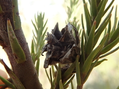 Leucadendron corymbosum