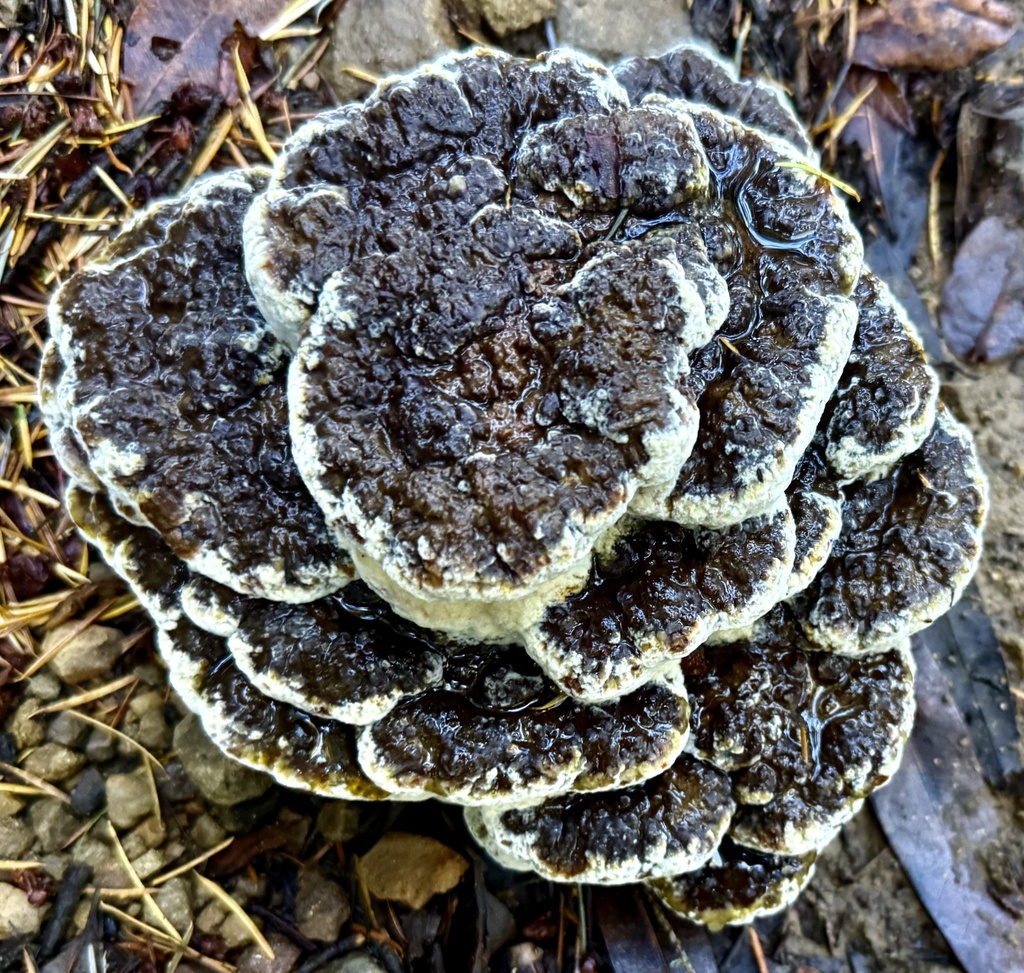 Phaeolus hispidoides · November 2025 · photo: © hllrnnr (iNaturalist, cc0)