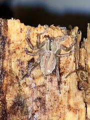 Micrommata