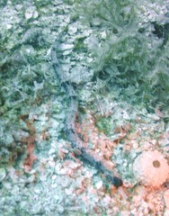 Cosmocampus albirostris