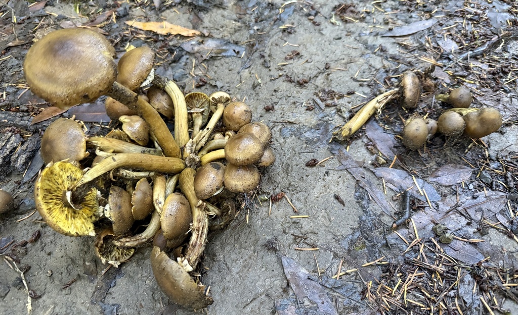 Armillaria mellea · November 2025 · photo: © hllrnnr (iNaturalist, cc0)