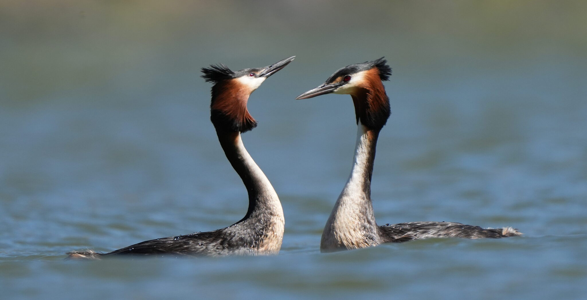 Great Crested Grebe (Podiceps cristatus)