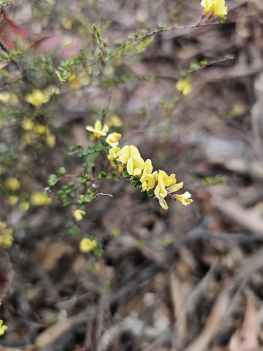 Bossiaea foliosa observed 2025-11-20