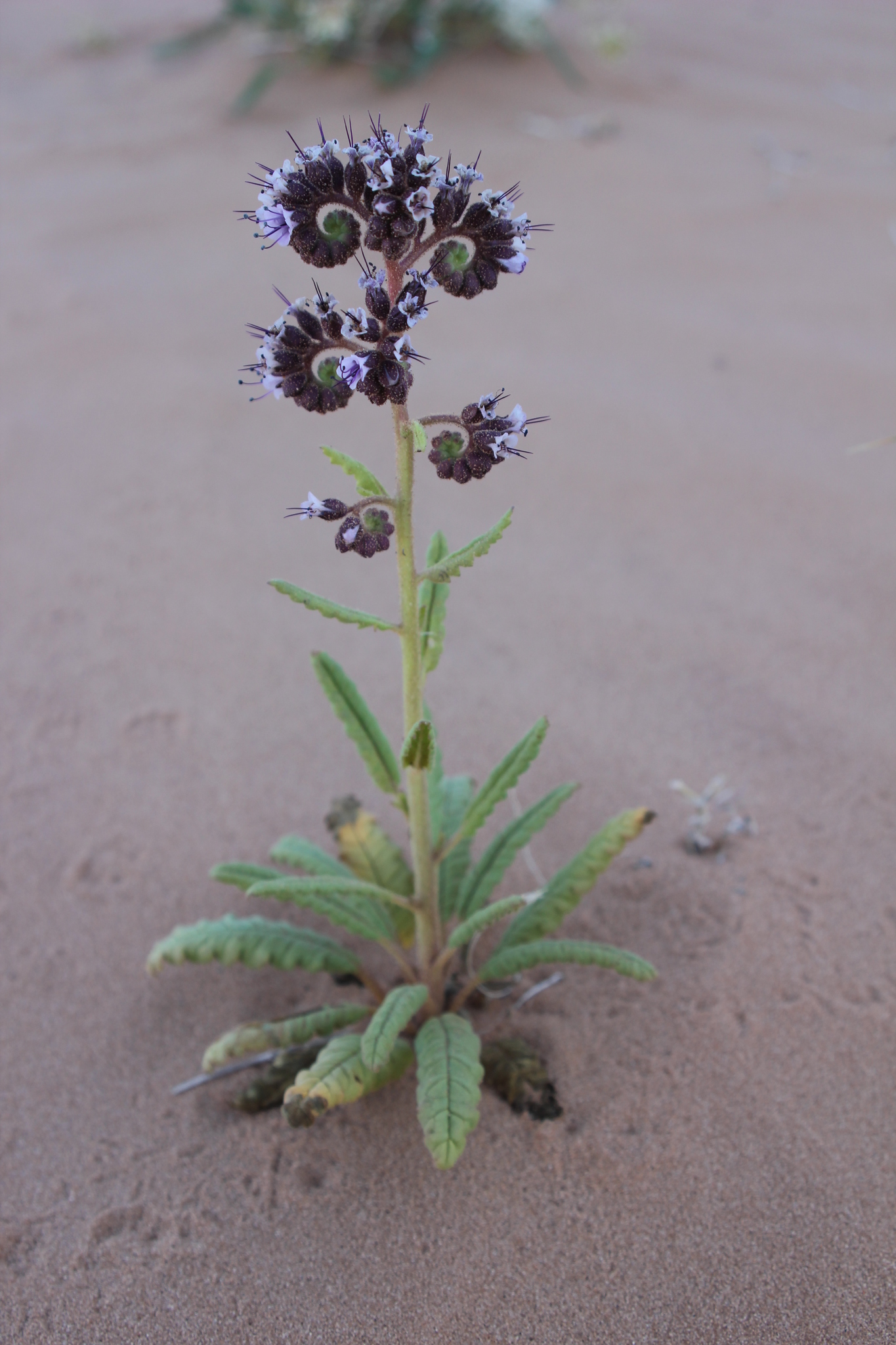Phacelia constancei