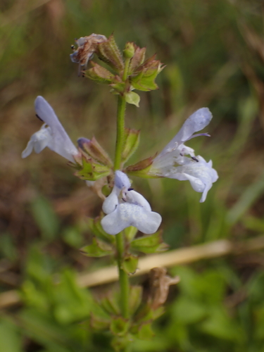 Creeping Sage (Salvia repens)